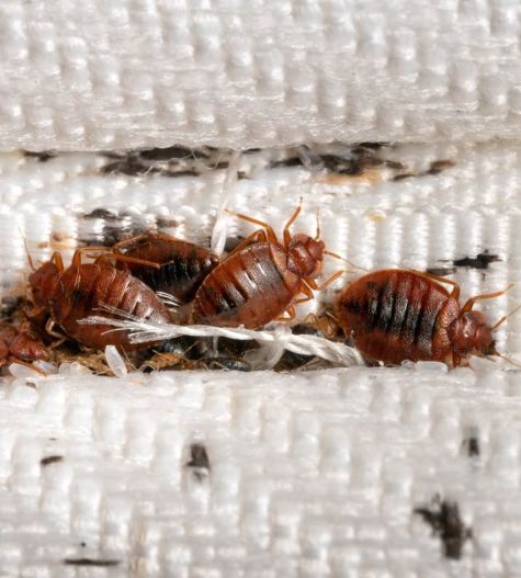 Bed bug control