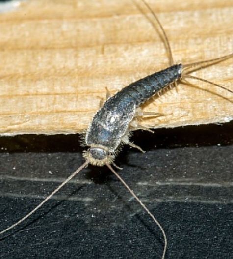 Silverfish control