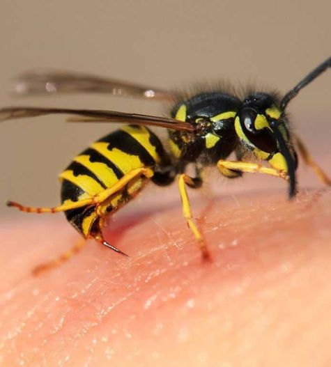 Wasp removal