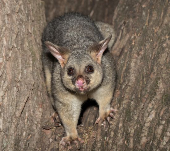 Possum Removal